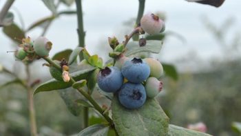 Chilean organic blueberry exports increase by 25%