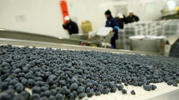 Blueberry cultivation will continue to gain ground in Peru in the coming years
