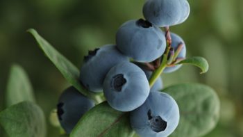 Colombian blueberry exports increased by 387% in 2020