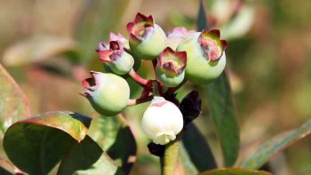 South African growers hope to survive slow blueberry market