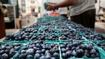Chinese blueberry industry rapidly developed in 2020