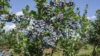 “What varieties of blueberries should we plant in Europe?”