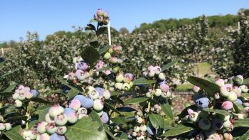 Florida blueberry volumes enter a strong market