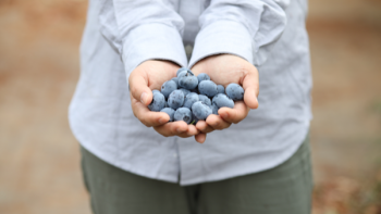 Chinese blueberry plantation in Yunnan is still expanding, and the price is better than last year