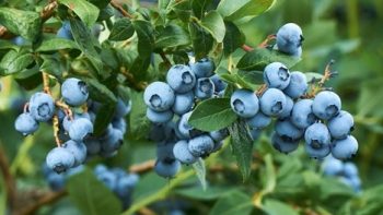 South African blueberry industry makes up for lost time