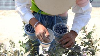 “Perú vive un boom agroexportador”, afirma el ministro de Comercio Exterior