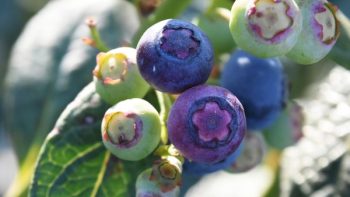 Sudáfrica: Berries ZA lanza su primera campaña centrada en el comercio en Alemania