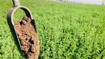 Investigación INIA busca mitigar el efecto de los microplásticos en suelos agrícolas