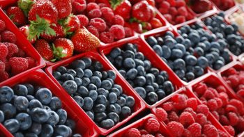 México : Superficie plantada de berries cae en más de 10.000 ha