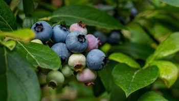 Arándanos argentinos comienzan semanas de peak de producción