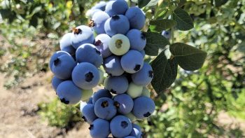 Comité de Arándanos de Frutas de Chile: Impulso al recambio varietal para aumentar la competitividad de la industria