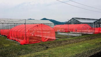 Japón: Investigadores descubren que redes agrícolas rojas son más efectivas contra las plagas de insectos