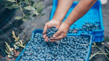 Steve Magami: «Aún hay un porcentaje muy pequeño de la población que impulsa el consumo de arándanos»