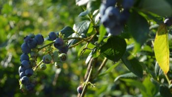 Algunos productores de arándanos canadienses temen no sobrevivir a posibles aranceles de Trump