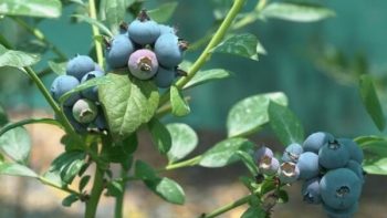 Omán pone en marcha una plantación experimental de arándanos para fomentar la diversidad agrícola