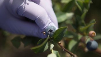 Investigadores utilizarán aceites esenciales para aumentar seguridad de productos y prolongar vida útil de frutas orgánicas