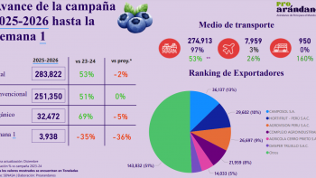 Las proyecciones de la industria peruana del arándano están muy por encima de las cifras pasadas