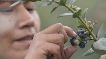 Hortifrut inició su programa de importación de arándanos desde Perú para el mercado chileno