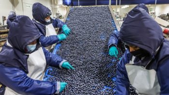 El 89% del arándano importado por China en 2024 provino de Perú