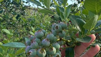 Reino Unido: «De momento, los productores no necesitan mover grandes volúmenes de arándanos a precios bajos»
