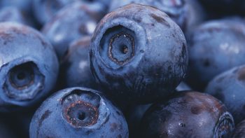Exportaciones de arándanos frescos, el crecimiento de LATAM como un mercado de destino natural